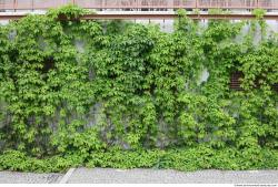 Photo Textures of Ivy